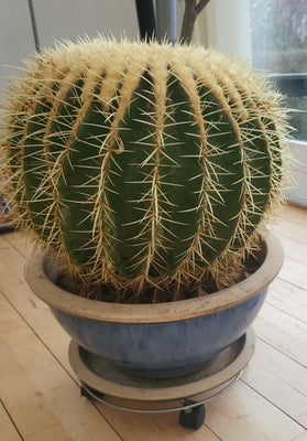 Kaktus, Echinocactus, Guldkugle kaktus dia. 45cm
i stor 40 cm blå potte