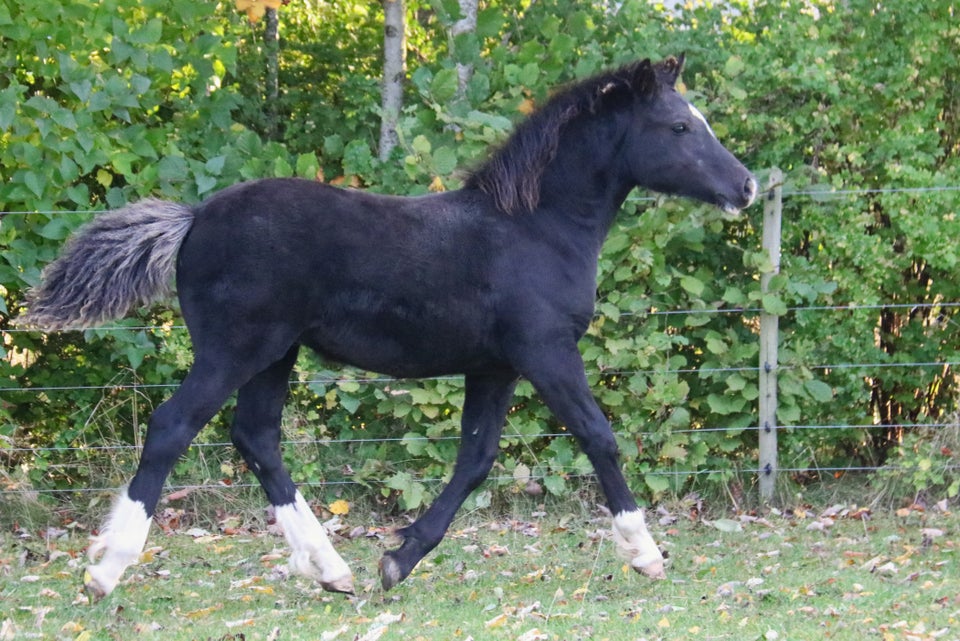 Welsh, hingst, 0 år