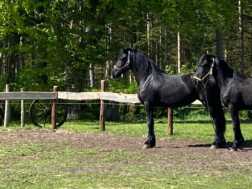 Frieser, hoppe, 2 år