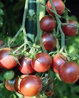 Tomatplanter, til drivhus og friland