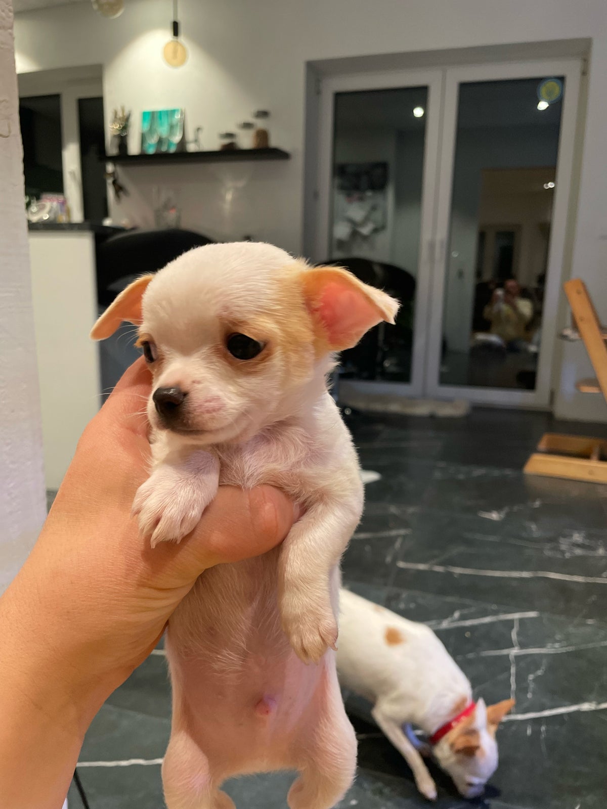 Chihuahua, hvalpe, 7 uger