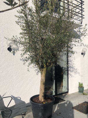 Oliventræ, Billigt! Stort sundt og flot oliventræ.
Der er knækket en gren af derfor billigt. Det får