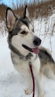 Alaskan Malamute, hund, 2 år