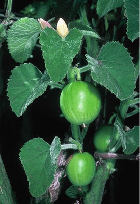 Caudex, Adenia Keramanthus, Caudex plante med lækkert parfumerede, duftende blomster og frugter (ikk