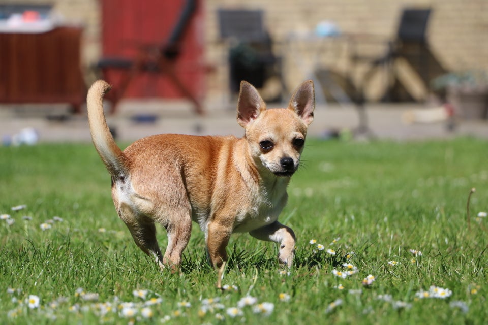 Chihuahua hanhvalp med DKK-stambog