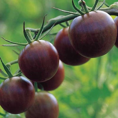 TOMAT BLACK BALL - 2924, Øko-frø Solanum lycopersicum L, En frilandssort, som selvfølgelig også kan 