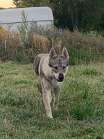Tjekkoslovakisk ulvehund/hvid schæfer hvalpe