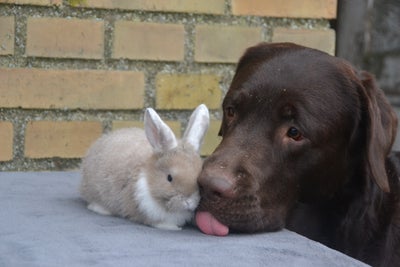 Labrador retriever, hund, 2 år, Sød og Fantastisk kastreret Han hund søger nyt hjem
Han bliver 3 år 