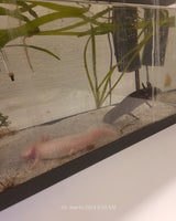 axolotl, 2 stk.