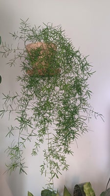 Hængeasparges, Stueplante, Asparges Aethiopicus "Sprengeri", Sød plante med et let udtryk. Delt fra 