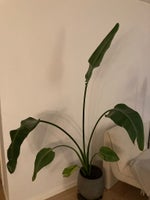 Stueplante, Strelitzia / paradisfugl