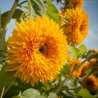 Solsikke Teddybear mellemhøj * 1343, frø, Helianthus annuus, Prydsolsikke, en høj sort, der kan brug