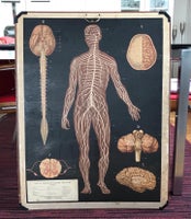 Anatomisk vægtavle af nervesystemet / undervisning, Baur