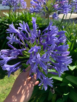 Agaphanthus, Showstopper - Disse blå afrikanske liljer er meget elegante og smukke på terrassen ved 