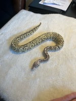 Slange, Konge Python