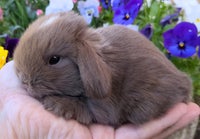 Kanin, Minilop kaninunge