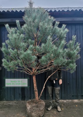 Karakterfulde skovfyr, Pinus sylvestris, Flotte store karakterfulde skovfyr sælges.
Disse skovfyr ha