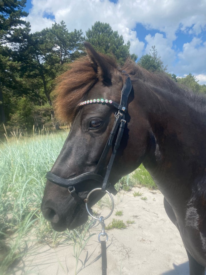 Islænder, hoppe, 10 år