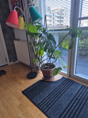 Stue plante, Philodendron, Mangler i en stueplante med gammeldags urtepotte.
Højde ca. 150 cm.