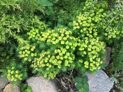 Staude, Vortemælk, Euphorbia seguieriana ssp. Niciciana
En af mine yndlingsblomster – og jeg har ald