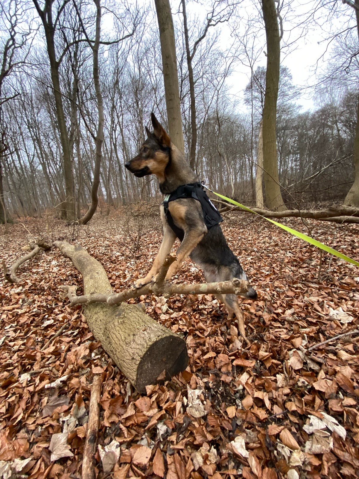 Tjekkoslovakisk ulvehund/Border collie, hund, 2 år