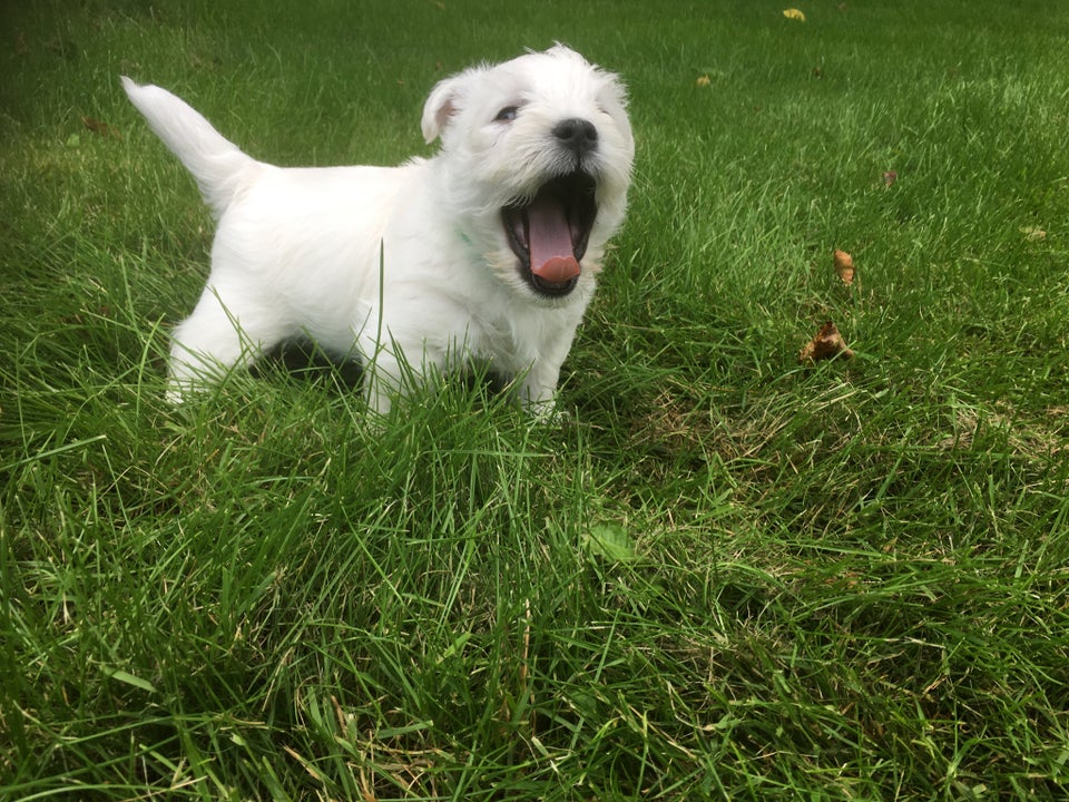 West highland White terrier , hvalpe, 8 uger