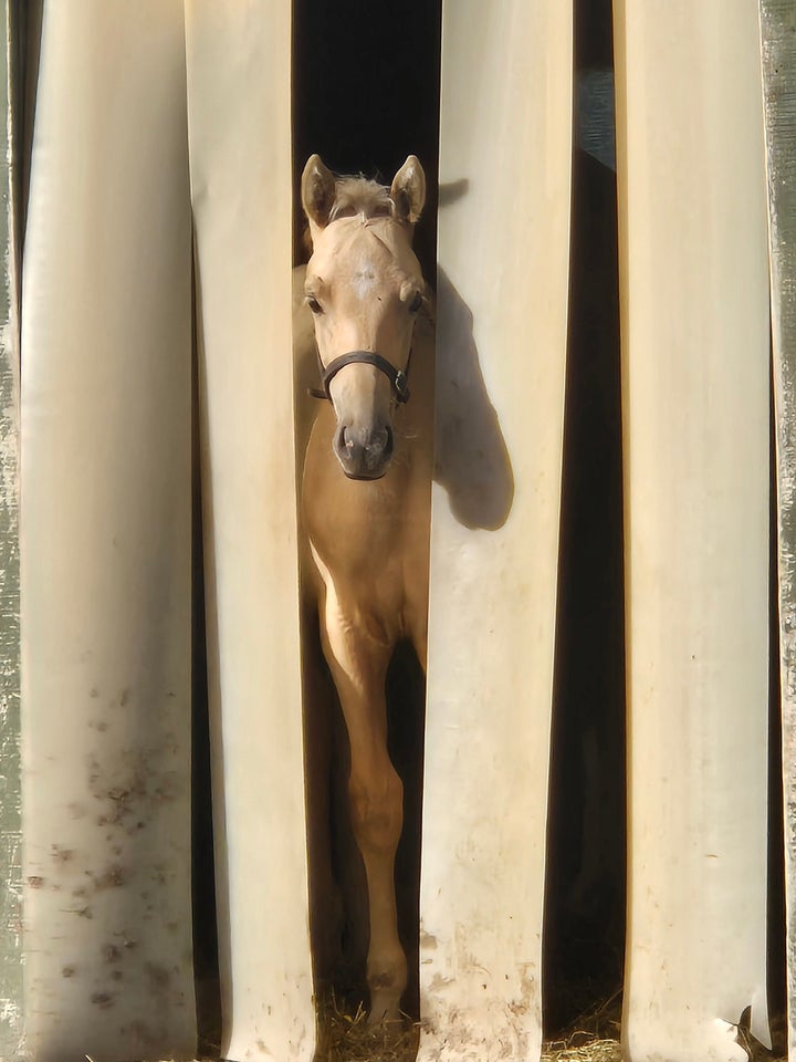 Dansk Varmblod, hingst, 0 år