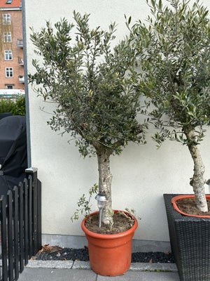 Oliventræ, Oliven, Oliventræ 170cm 1800kr