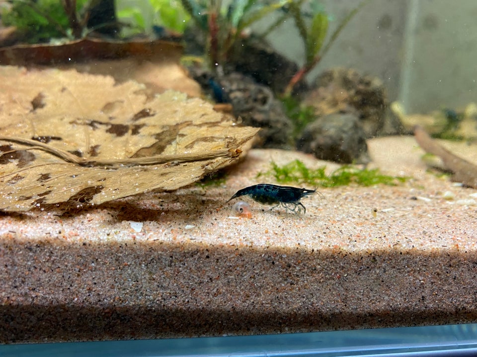 Neocaridina blue dream