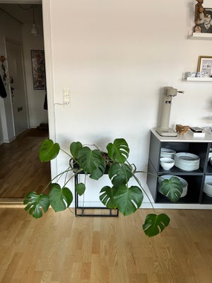 Monstera stueplante, Vores monstera er ved at vokse ud af vores lille stue. Derfor søger den nyt hje