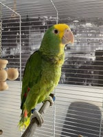 Papegøje, Gulhovedet Amazone, 0 år