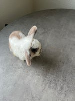 Kanin, Miniloop kaninunge , 0 år