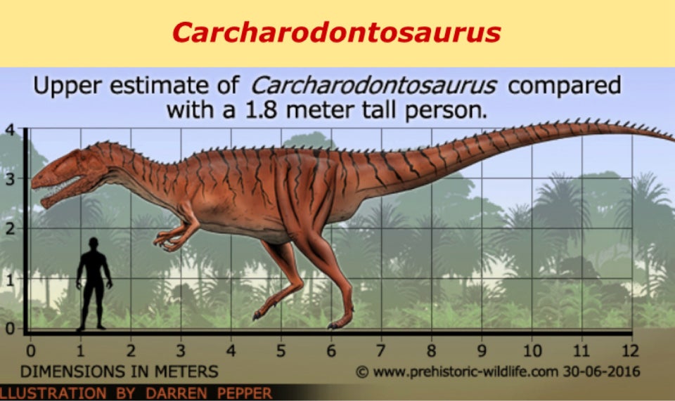 Fossiler, Carcharodontosaurus tand