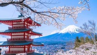 Oplev kirsebærtræer blomstre i Japan