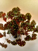 Potteplante / stiklinger, Begonia Boweri