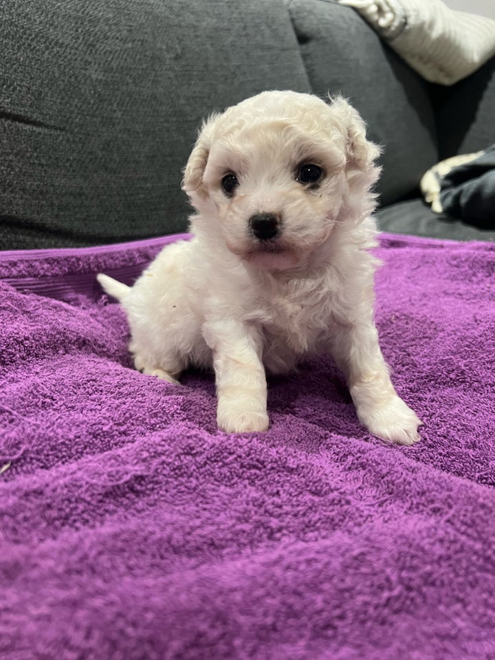 Bichon Frisé