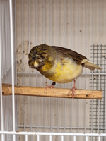 Kanariefugl, Gloster, 1 år