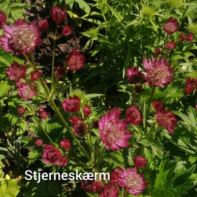 Staude, Stjerneskærm, daglilje, iris, Stjerneskærm:
Pris 50 kr/plante.
Du kan også købe en mindre ti