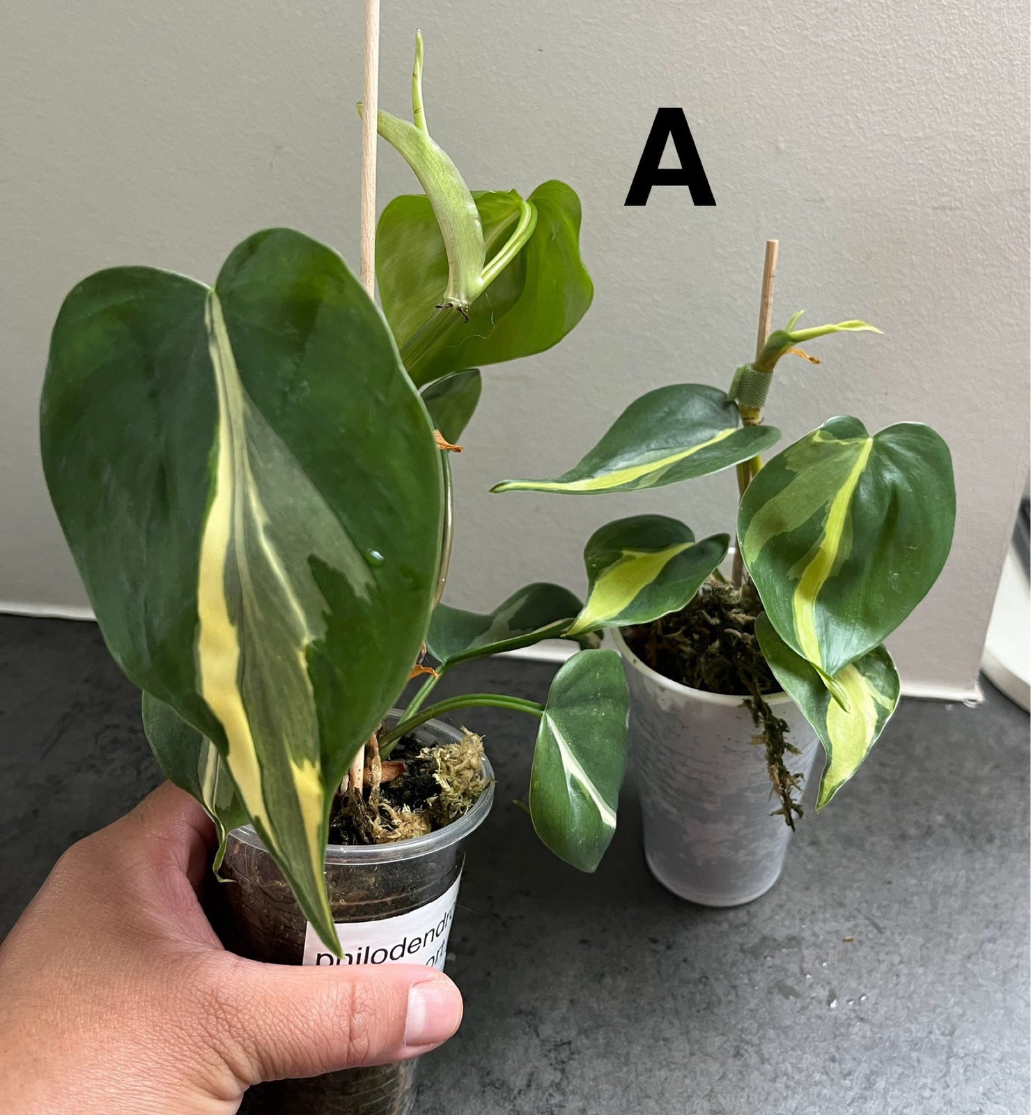 Stueplante, Philodendron