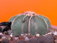 Kaktus, Aztekium hintonii