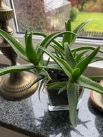 Stueplante, Aloe vera
