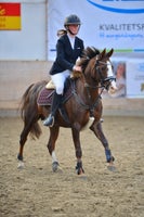 Dansk Sports Pony (DSP), hoppe, 15 år