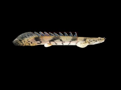 Bichir, 1 stk., Polypterus Lapradei 40cm Bichir (800kr)
Polypterus Delhelzi 30cm Bichir (500kr)
Erpe