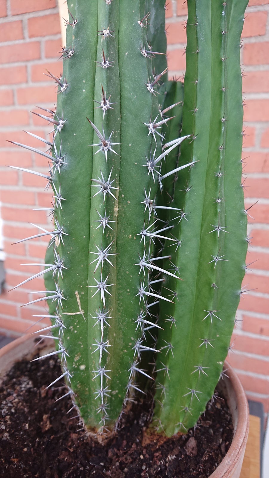 kaktus, ladykiller