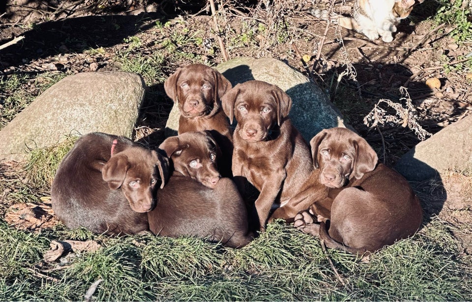 Labrador / Weimaraner, hvalpe, 8 uger