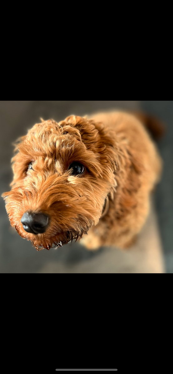 Bannerbillede for HappyPuppyDk
