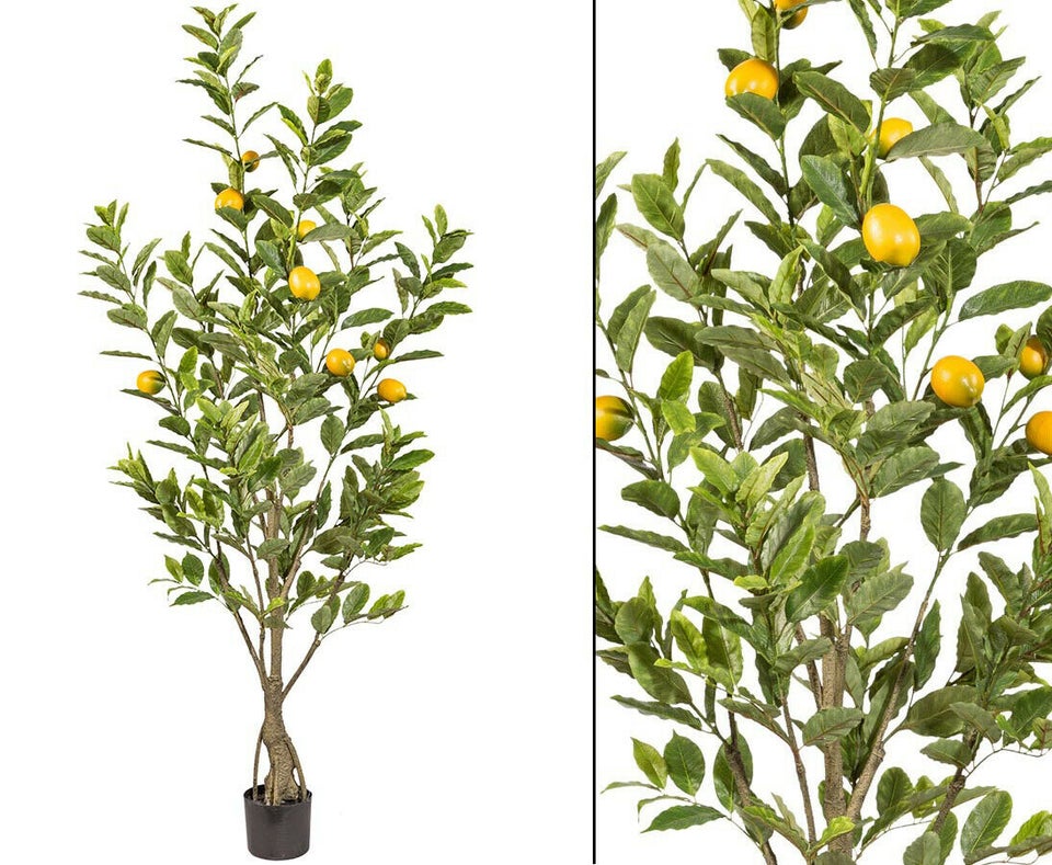 Citrontræ 185 cm med 291 blade og 9 frugter