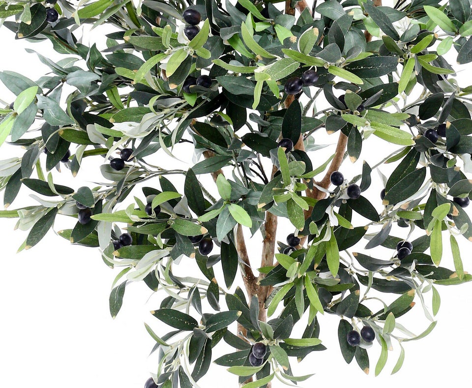 Oliventræ 125 cm (960 blade)