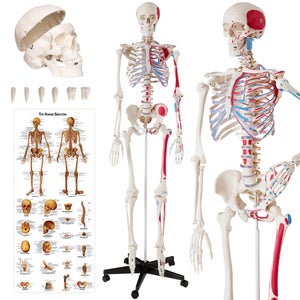 Hen imod noget Nikke Find Anatomi Plakat på DBA - køb og salg af nyt og brugt
