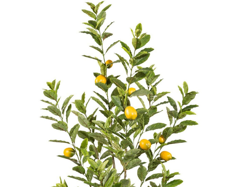 Citrontræ 185 cm med 291 blade og 9 frugter
